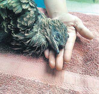 Snipped beaks, pierced eyes... Birds, wild animals fall prey to black magic