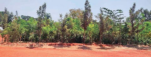 Saytrees, a voluntary group, planted saplings last year which have now grown into 10ft tall trees | Express