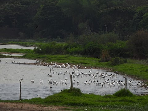 Kukkarahalli lake. (Photo | Shylajesha S)