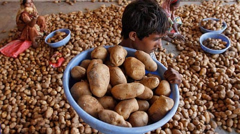 PepsiCo sues Gujarat farmers for growing a potato variety used for Lay's chips 