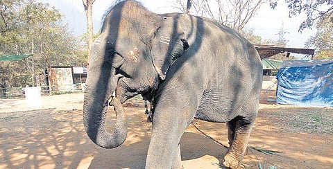 Thiruvilanji Kumarar temple elephant succumbs due to medical neglect?