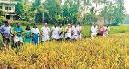 The  board members of the Mulanthuruthy Public Library during  the harvesting of paddy cultivated on its land