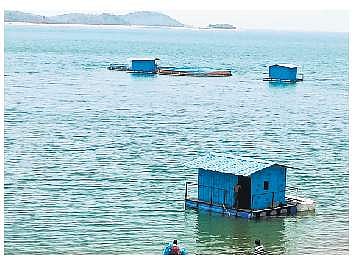 Cage fish farming set up inside Hirakud reservoir in Sambalpur | Express
