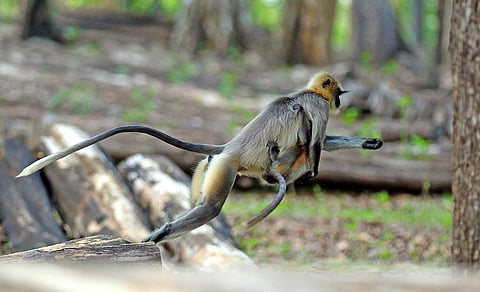 A lion-tailed macaque in Bavali forest area of Wayanad's Kerala carries its young one, as it jumps from one tree branch to another in search of food. (Photo | T P Sooraj, EPS)