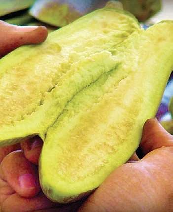 Activists claim once Bt Brinjal is released, there is a risk of cross contamination of natural varieties