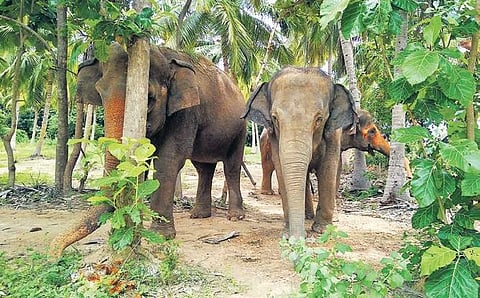 Gentle giants chained for life
