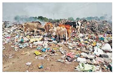 Stray cattle feeding on garbage at Durgapalli dumping yard in Sambalpur| Express