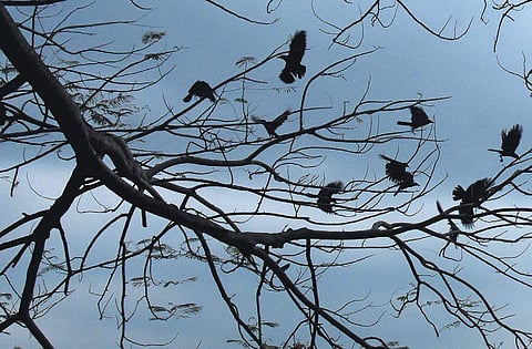 Dark clouds hover over the Thiruvananthapuram skyline on Monday afternoon. But the heavy downpour did not materialise.Denizens, who expected torrential shower in the wake of IMD warning on Fani, had to contend with a mild shower | b p  deepu
