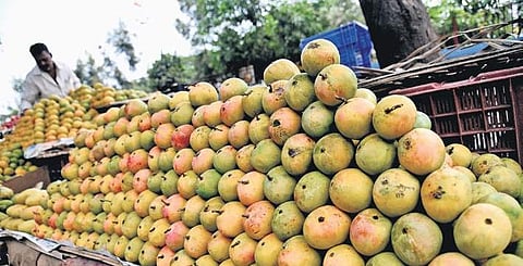 The corporation is also planning to conduct mini Mango Melas at IT parks, big apartment complexes and other places through mobile outlets | express