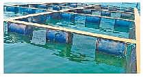 Fund crunch hits cage fish farming in Hirakud Dam