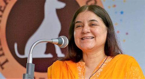 Union Minister Maneka Gandhi (File Photo | EPS)