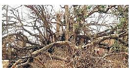 The banyan tree damaged in cyclone Fani | Express
