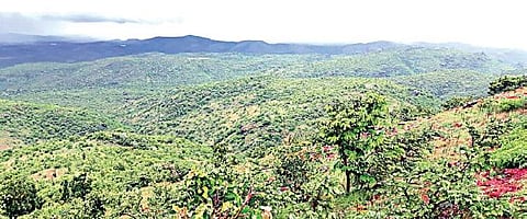 A view of the Kappatagudda sanctuary in Gadag