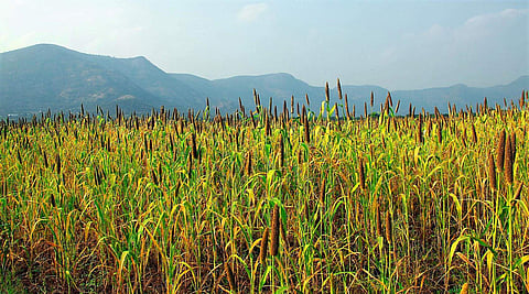 For representational purposes (File Photo | EPS)