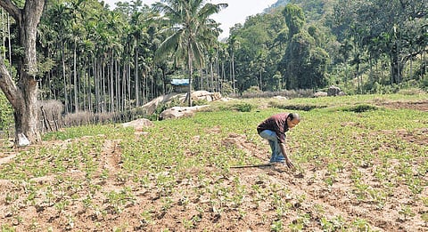 Fields cultivated with beans by the Muthuvan tribes at Thayyannankudy | EXPRESS