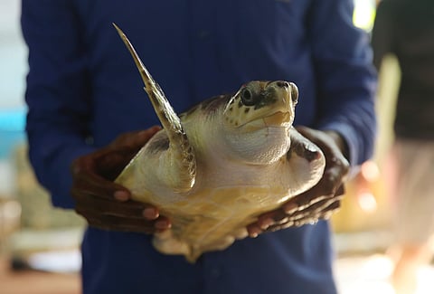 TREE Foundation, a Chennai-based environment organisation on Saturday released three turtles under their protection back to the sea. The turtles were found from different shores across Chennai with chopped-off flippers and other injuries. (Photo | Sunish 