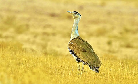 The Great Indian Bustard.