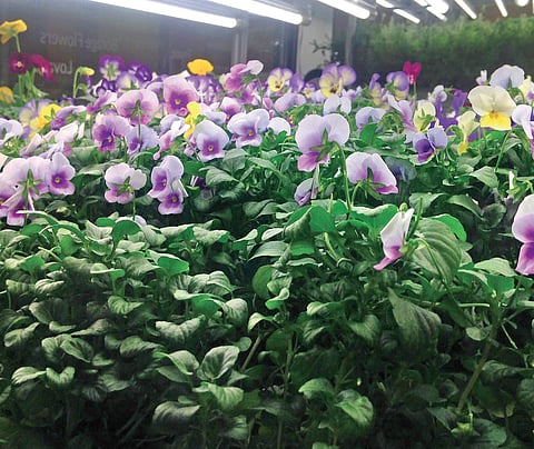 Everything you need to know about Hydroponics