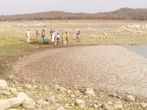 The mysterious death of fishes in the Sathanur dam in Tiruvannamalai district has left fishermen shocked. (Photo | Eps)