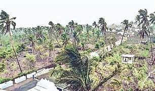 Heavy winds caused damage to trees in Coastal AP
