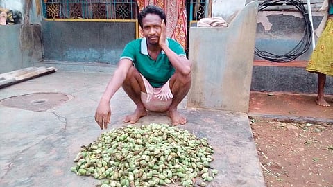 A tribal farmer showing fallen cashew nuts 