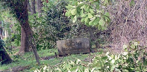 Damaged trees in Ekamra Haat I BISWANATH SWAIN