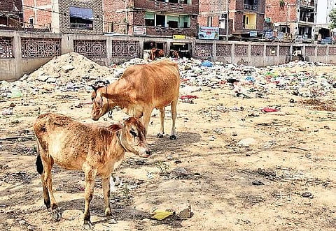 The ground near the Sanjay Lake where the cattle carcasses were found on Wednesday (Photo | Parveen Negi/EPS)