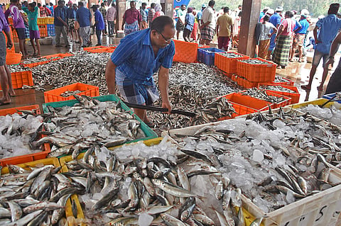 A fisherman collecting the fish he caught at Muthalapozhi Harbour near Perumathura, in Thiruvananthapuram (File Photo | EPS)