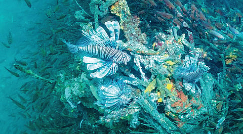Deep blue diving