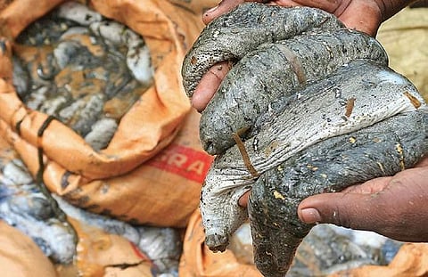 Sea cucumbers seized by police in Rameswaram | file photo