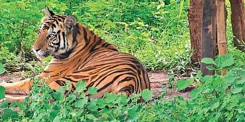 Sundari tiger