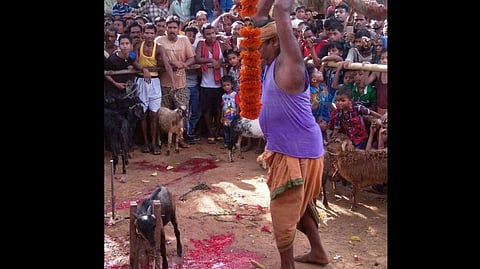 Animal sacrifice during Raja festival celebration in Bhubaneswar. (File Photo | EPS)