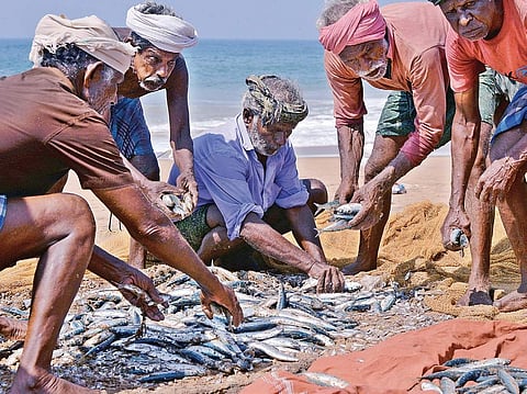 Fishermen separating fish from net at Kochuveli in T’Puram  | Vincent Pulickal