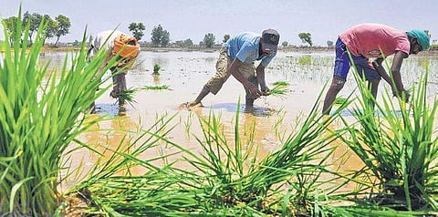 Workers plant paddy saplings in a field near Amritsar  | Pti file