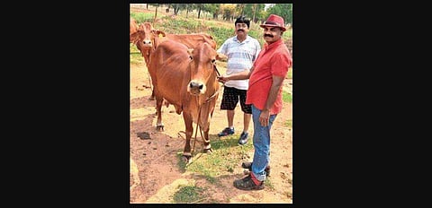 Officials with the indigenous Sahiwal cows at BBRBF in Kuanrmunda.