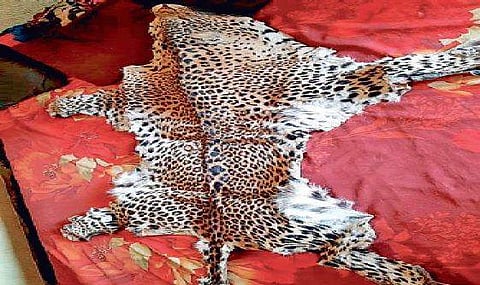 Leopard skin seized by the STF from criminals in Deogarh.