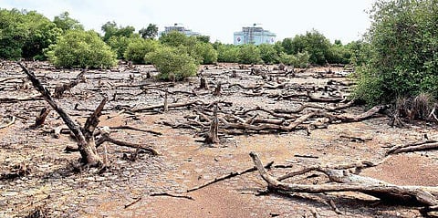 The declining mangrove cover near LNG Terminal at Vypin Island. Of the 13 species identified in Kochi, as many as three are on the verge of extinction   Albin Mathew