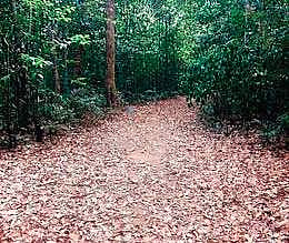 The Agumbe forest in Thirthahalli taluk of Shivamogga district | EXPRESS