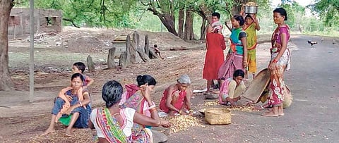 Women removing seeds from Mahua fruits to extract oil in Malkangiri. (Photo | EPS)
