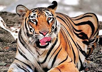 Representational Image.