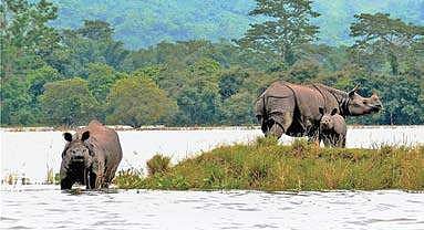 Rhinos with a calf at a highland during floods at the Kaziranga National Park in Nagaon district in Assam. (File Photo | PTI)