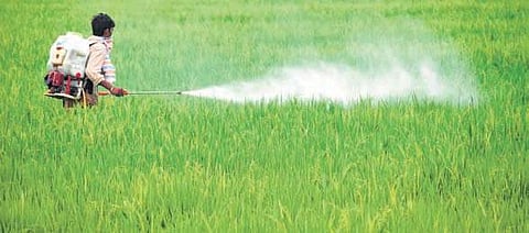 A farmer spraying pesticides on three-month-old paddy crop at Annaswamypalle near Renigunta. (Photo | Madhav K, EPS)