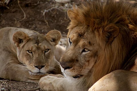 The curious case of the missing dead: Centre and State's lion fatality numbers fail to sync