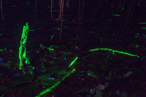 Illuminating woods at Chorla Ghats of Karnataka-Goa border| Sriharsha Ganjam