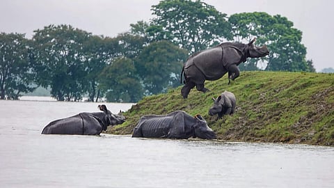 One-horned rhinoceros seen moving to an elevated area following floods due to incessant monsoon rainfall in Kaziranga National Park Tuesday July 16 2019. | PTI