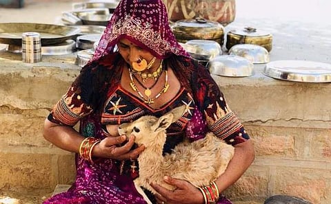Picture of Bishnoi community woman breastfeeding fawn. (Photo | Twitter, @ParveenKaswan)