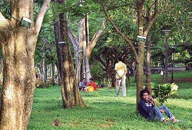 Trees with tags in Subhash Park  A Sanesh