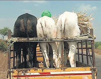 EPS file image of cattle being transported.