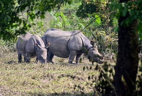 Rhinos in Kaziranga National Park. Image used for representative purposes