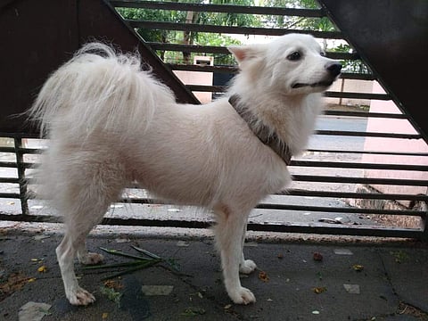 The pomeranian at Shameem’s house at Anayara